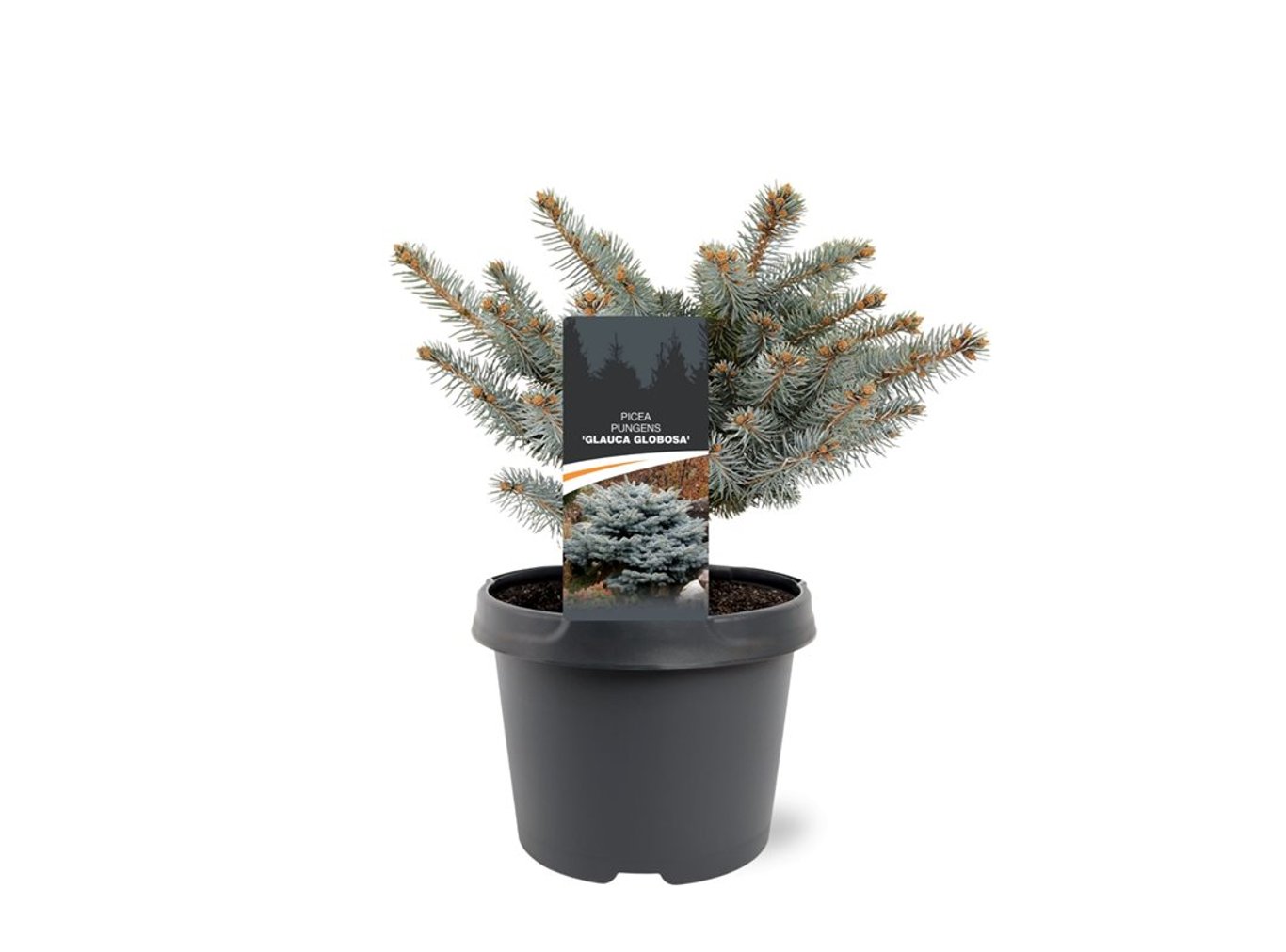 Picea pungens 'Glauca Globosa' - C3 20-25 CM